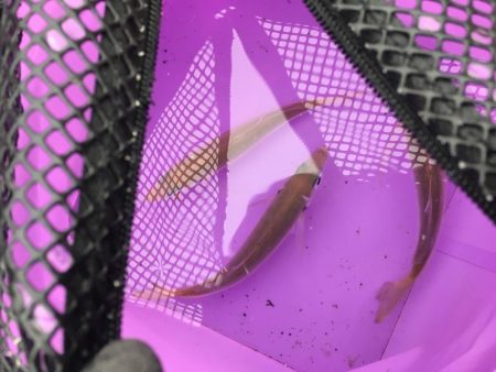 雪の降る中でジグサビキ